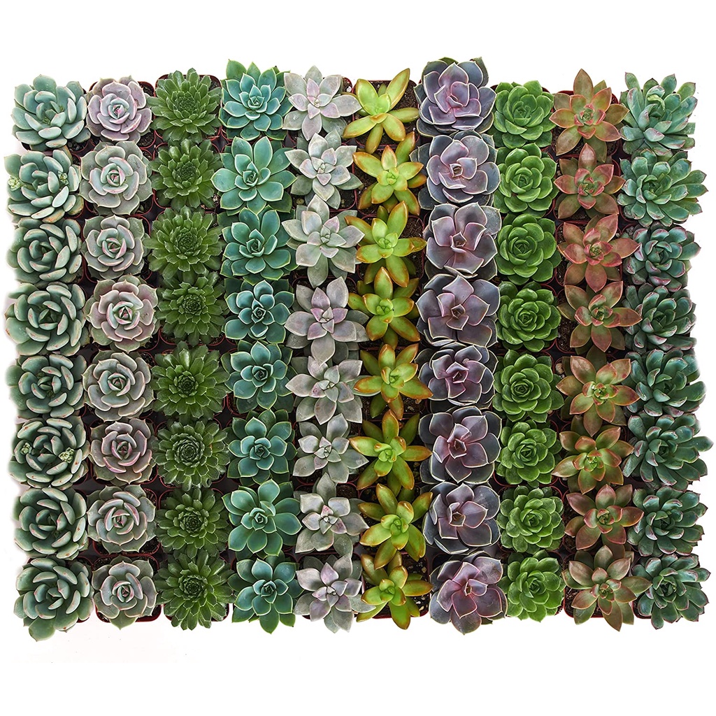 Bộ sưu tập Rosette rạng rỡ | Các loại HẠT GIỐNG Cây mọng nước hình hoa hồng trong nhà được chọn lọc bằng tay