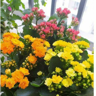 Combo 15 cây sống đời cánh kép đủ màu