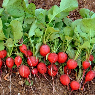 Hạt Giống Củ Cải Đỏ