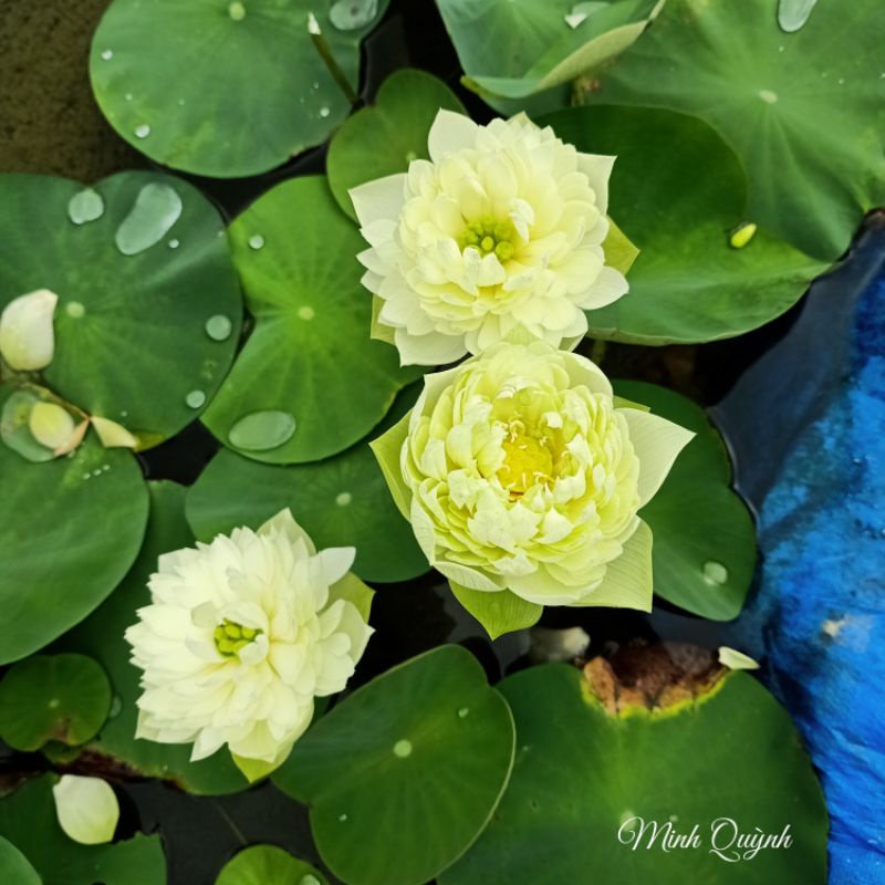 Củ sen táo trắng