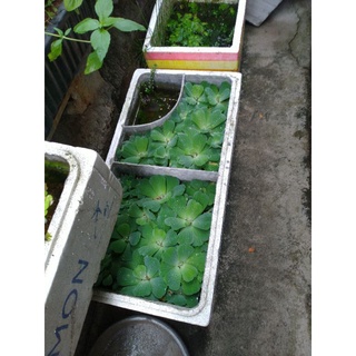 thùng xốp tráng xi măng