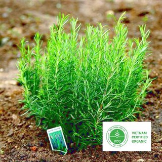 50 Hạt giống Hương thảo (tặng gói Kích nẩy mầm và Hướng dẫn) THUTHUY