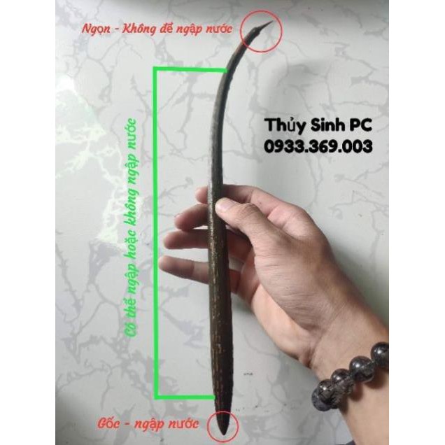 THỦY SINH - ĐƯỚC NƯỚC NGỌT - BÁN CẠN x5