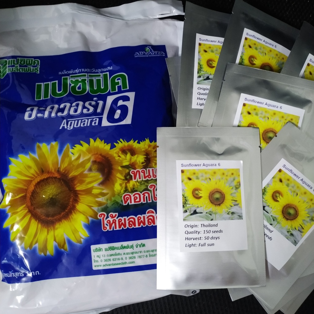 Hạt Giống Hướng Dương Trồng Cảnh Quan Aguara 6 Thái Lan 150 hạt