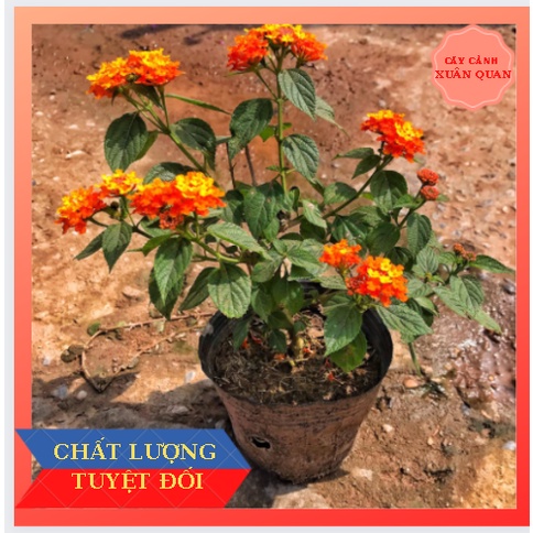 Cây hoa ngũ sắc ⚡️GIÁ VƯỜN⚡️ hoa rực rỡ trang trí sân vườn hàng rào (3 MÀU VÀNG, CAM, TÍM)