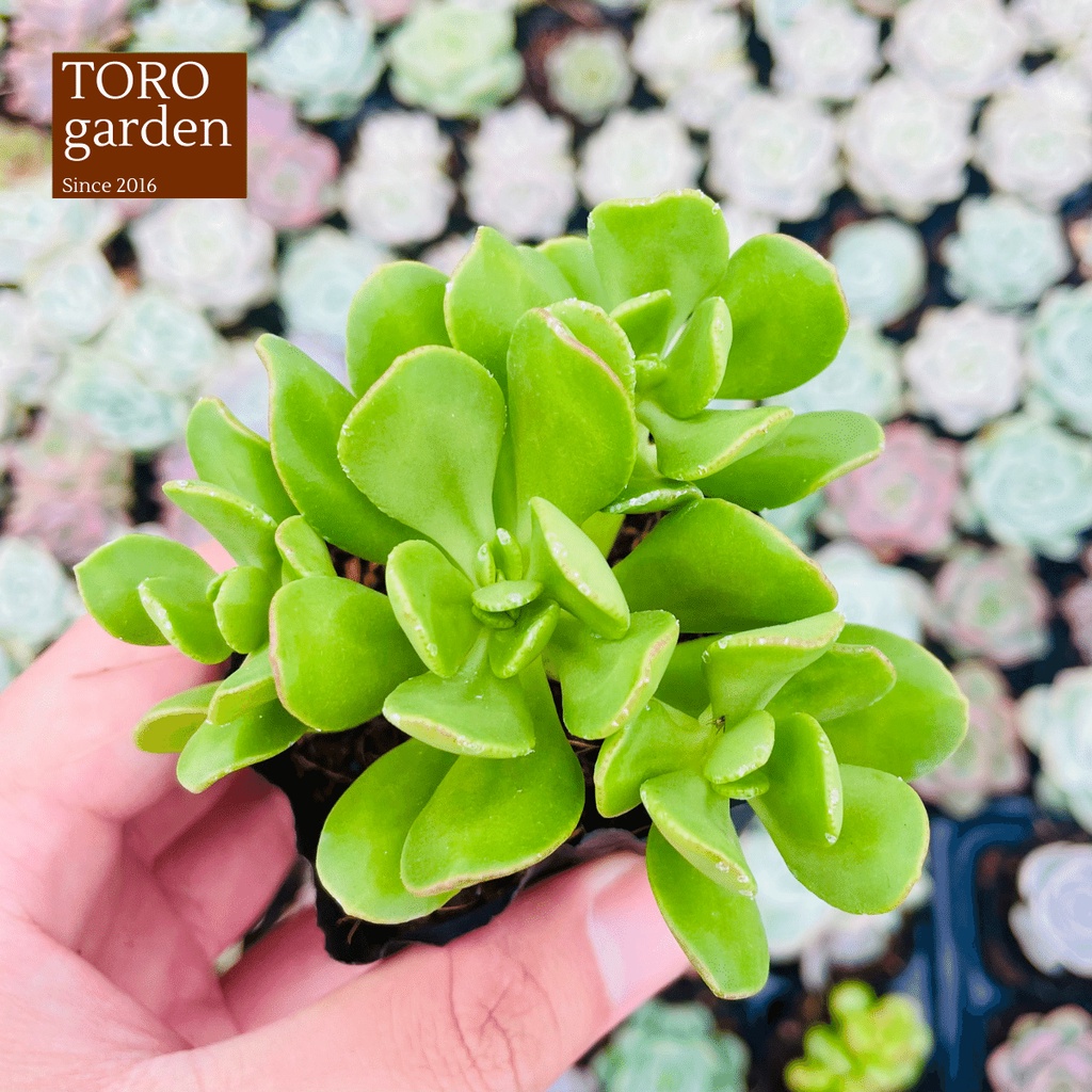Sen đá thạch bích lá xoăn Đà Lạt size bé cây cảnh trang trí nhà cửa Toro garden