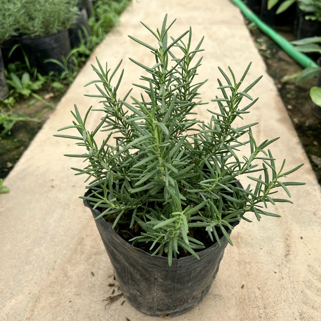 Bịch cây hương thảo để bàn cỡ nhỏ, cây tỏa hương thơm dịu nhẹ giúp đuổi muỗi và trang trí nội thất