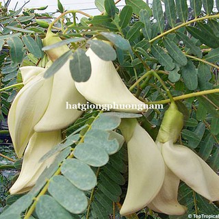 HẠT GIỐNG CÂY SO ĐŨA