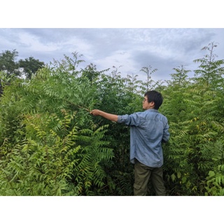 Bột lá neem nhà Đậu