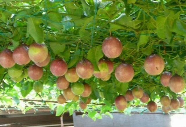 Com bo 1 cây me thái ngọt và 1 cây chanh dây tím(lạc tiên tím)