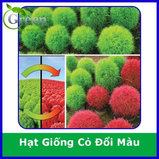 Hạt Giống Cỏ Đổi Màu Nhật Bản Trồng Quanh Năm