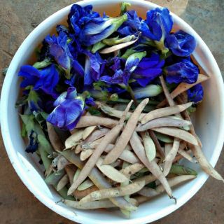 Hạt giống hoa đậu biếc (50 hạt)