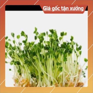 Hạt giống rau mầm cải ngọt- gói 50gram