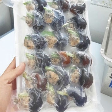 Khay 12 con Ốc Bưu Nhồi Thịt thơm ngon