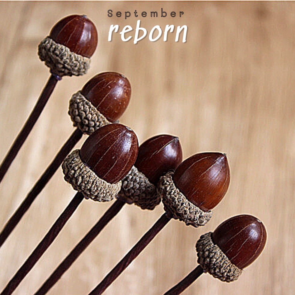 Hoa khô decor Cành quả sồi đạo cụ chụp hình, trang trí phong cách vintage 9Reborn