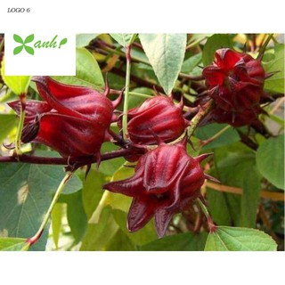 Gói 20 hạt giống cây atiso đỏ đà lạt
