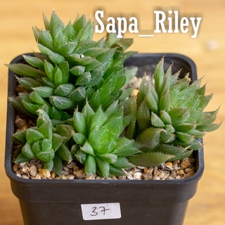 Sen đá kim cương - Haworthia Cooperi (hoặc Cooper's Haworthia) (bụi)
