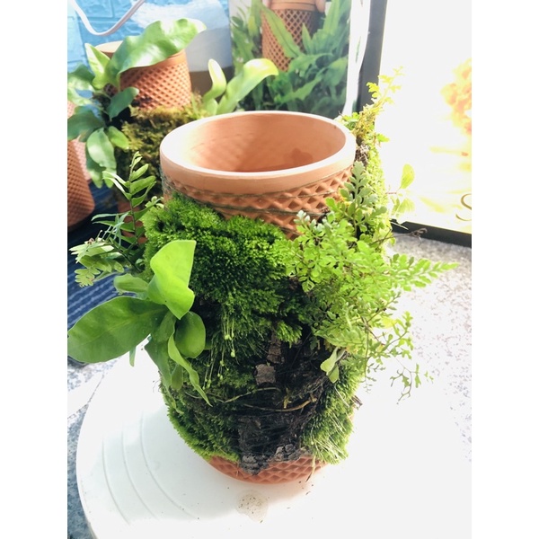 Tháp cây đứng TERRAPLANTER gốm trồng cây dương sỉ rêu tự thẩm thấu thủy canh nhiều lỗ DOOA TERRARIUM - TERRA-02