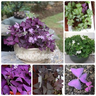 Củ hoa bướm đêm - oxalis triangularis nhiều loại (Red Butterfly Wing, Mariposa, Christia Species)
