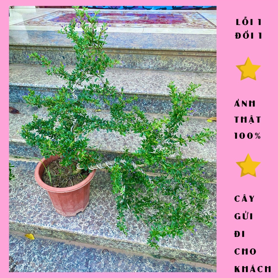 Cây linh sam bonsai giống siêu hoa tím cao 50cm, được chọn cây, ảnh thật, lỗi 1 đổi 1