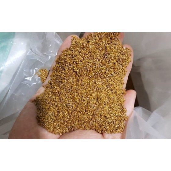 100 - HẠT GIỐNG CỎ NHUNG NHẬT TÊT SALE ĐỒNG GIÁ SHOP MỚI