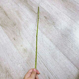 Roi Tre Thần Thánh (1m)