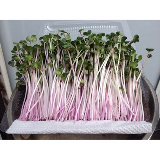 Hạt giống rau mầm củ cải đỏ -100g