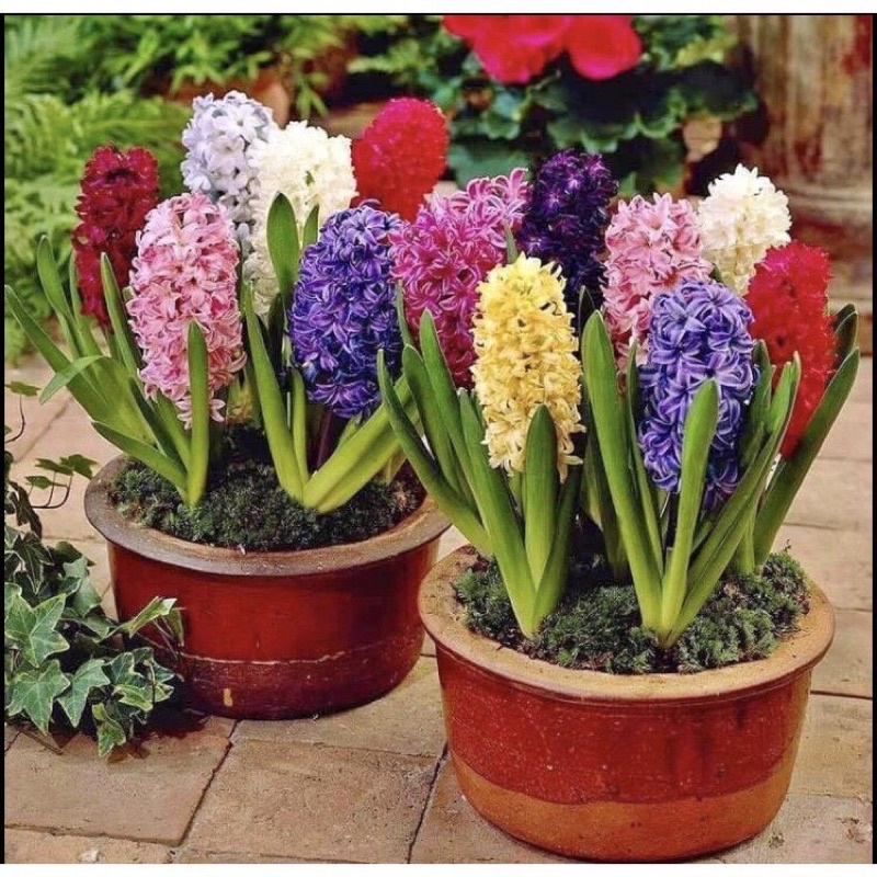 🍀HÀNG ĐẸP🍀Củ hoa tiên ông giá sỉ hoa tết