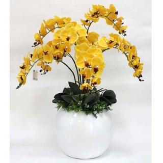 10 Que cắm Lan Hồ điệp 80cm