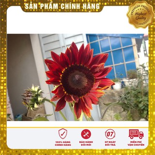 Bộ gói hạt giống Hướng dương đỏ
