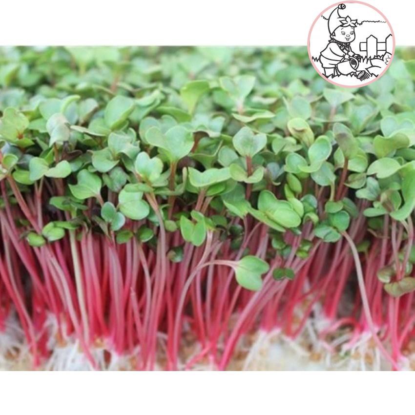 HẠT RAU MẦM CỦ CẢI ĐỎ - GÓI 20 GRAM