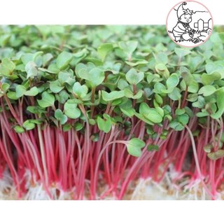 Hạt rau mầm củ cải đỏ - gói 20 gram