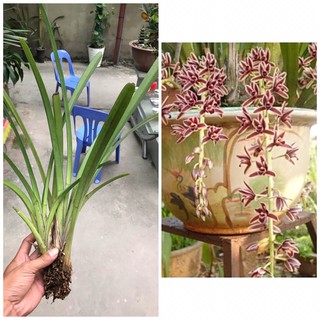 Combo 5 thân hoa lan kiếm lô hội hàng đẹp