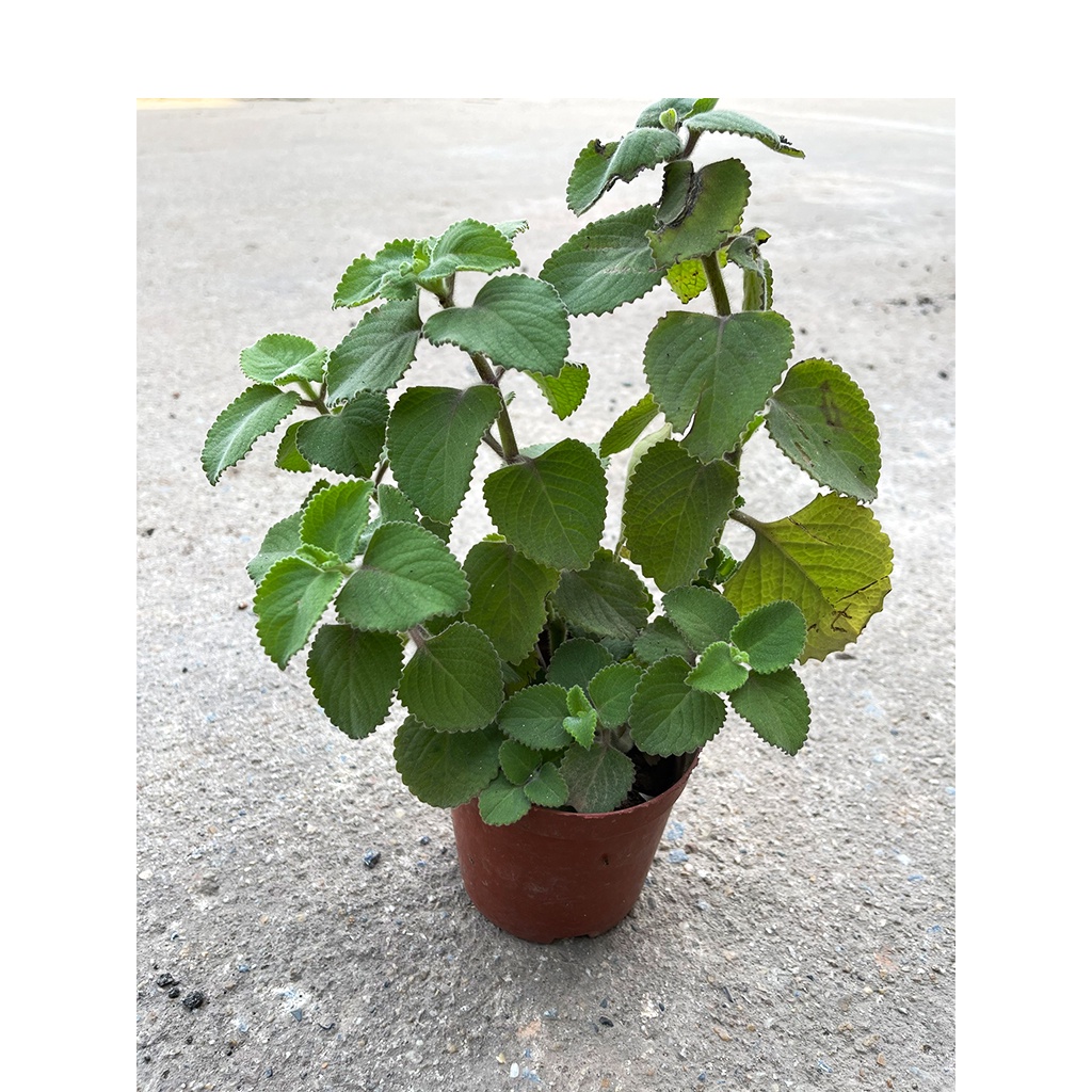 Húng chanh trồng chậu dễ trồng dễ chăm sóc, cây như hình