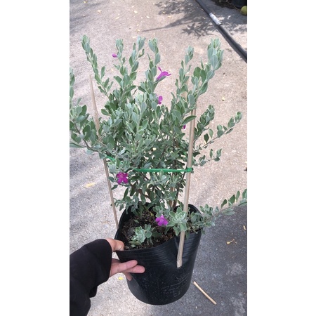 Cây hoa tuyết sơn phi hồ