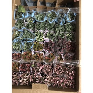 Cây may mắn ( Cây cẩm nhung)