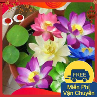 Combo 3 Gói Hạt Giống Hoa Sen Mini Nhật