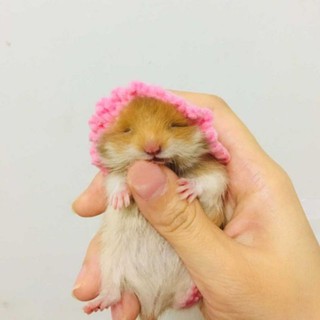 Nón len cho hamster , sóc, bọ,....