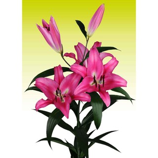 Củ hoa ly thơm hồng ù