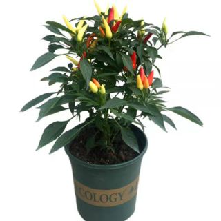 Hạt giống ớt ngũ sắc