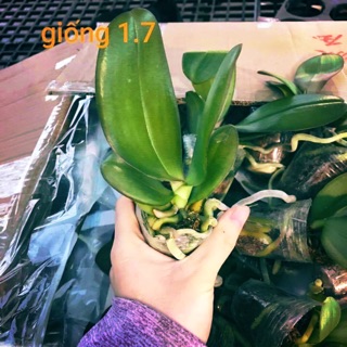 Hoa Lan Hồ điệp