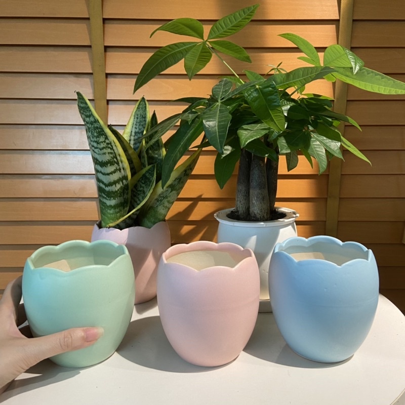 Chậu sứ gợn sóng bát tràng  loại nhỏ cực xinh trồng xương rồng, sen đá...
