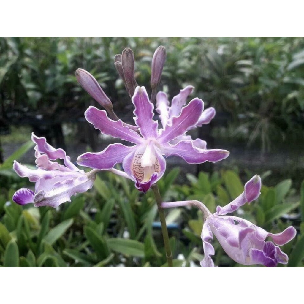 Lan rừng ( lan ống điếu)