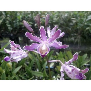 Lan rừng ( lan ống điếu)