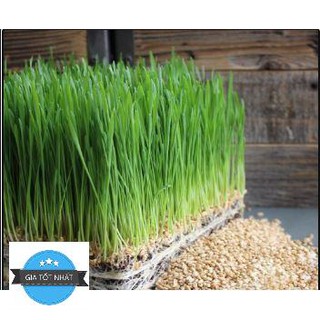 100 Hạt Giống Cỏ Lúa Mì Đỏ Cỏ Mèo