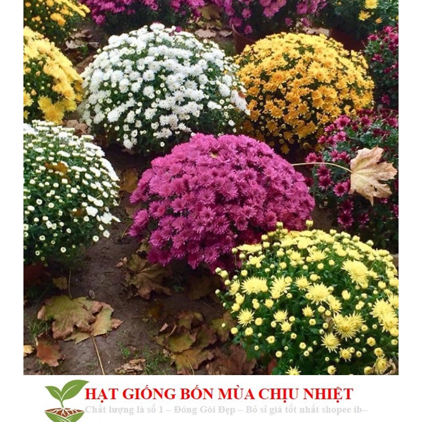 Gói 50 hạt giống hoa cúc mâm xôi MIX SHOP KHUYẾN MẠI