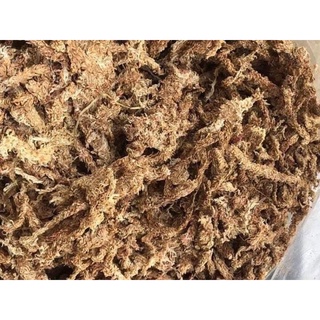 Dớn Chile trắng trồng kiểng lá ,hoa lan ,cây bắt mồi.túi 100g