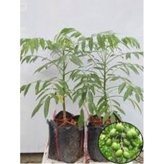 CÂY GIỐNG CÓC THÁI LÙN