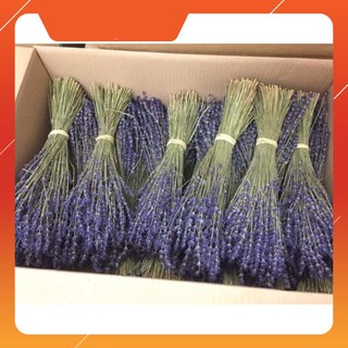 Bó hoa khô Lavender Pháp thơm ngào ngạt (hoa Oải hương) trên 200 cành to mập nhiều nụ