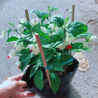 Cây Ngọc Nữ
